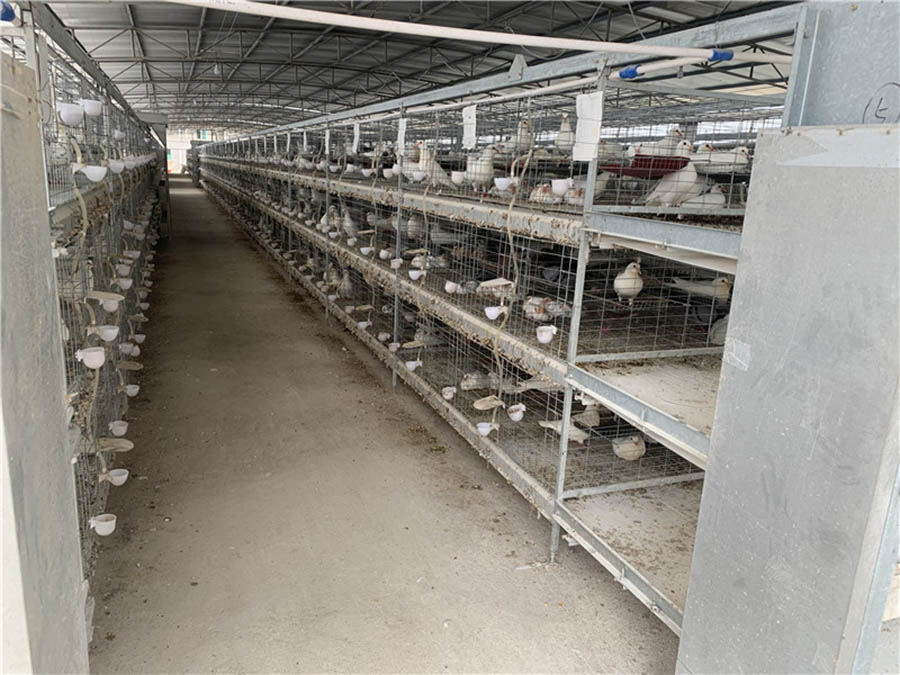 三層層疊式自動化養鴿設備