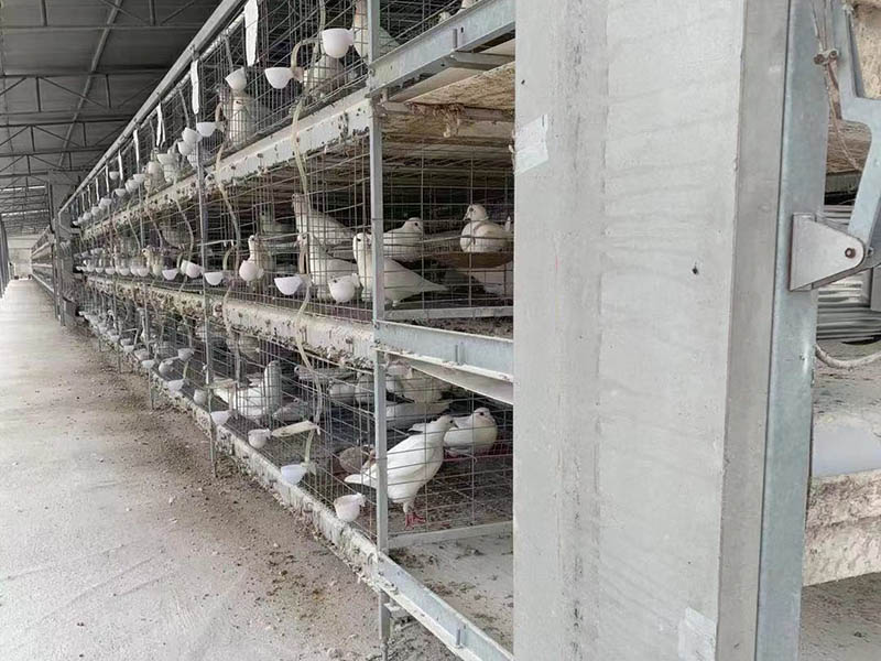 夏季養鴿子需要注意哪些問題？